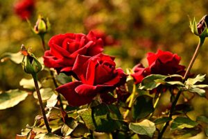 Quando concimare le rose a marzo: ecco il momento giusto