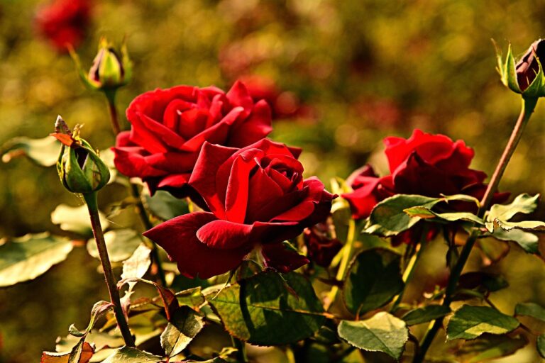 Quando concimare le rose a marzo: ecco il momento giusto