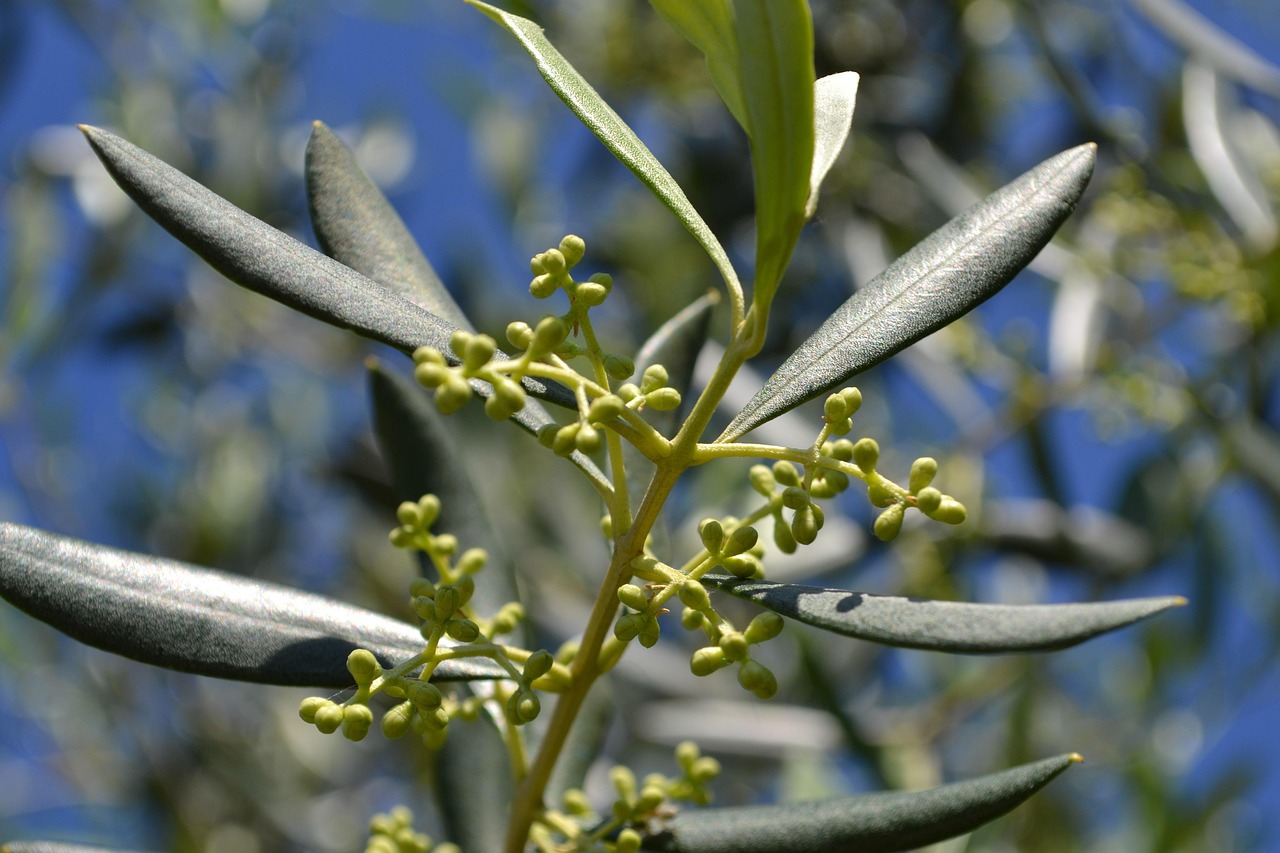 Ulivo carico di olive mature, simbolo di una raccolta abbondante e sana.