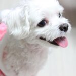 Cane che inclina la testa mentre ascolta il suo padrone parlare.