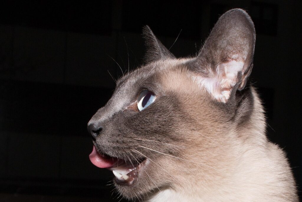 Se il gatto miagola di notte, significa questo