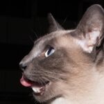 Gatto che miagola di notte, espressione di curiosità o bisogno di attenzione.