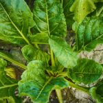 Verdura benefica per la tiroide, rappresentata in un piatto colorato e fresco.