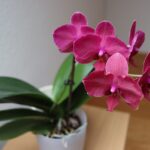 Orchidee curate con fertilizzante a base di caffè in un vaso fiorito.